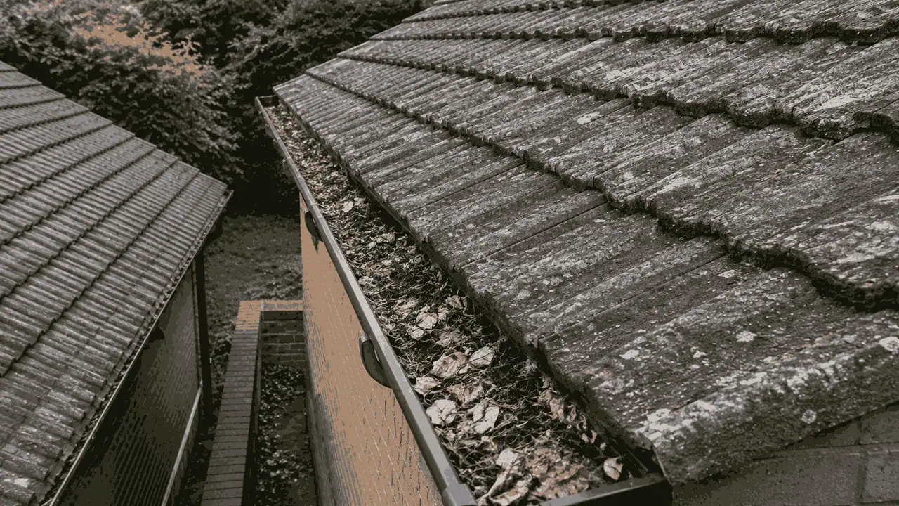 Summer gutter debris Birmingham — seed matter and moss in gutter channel before professional cleaning WOW Gutters Ltd