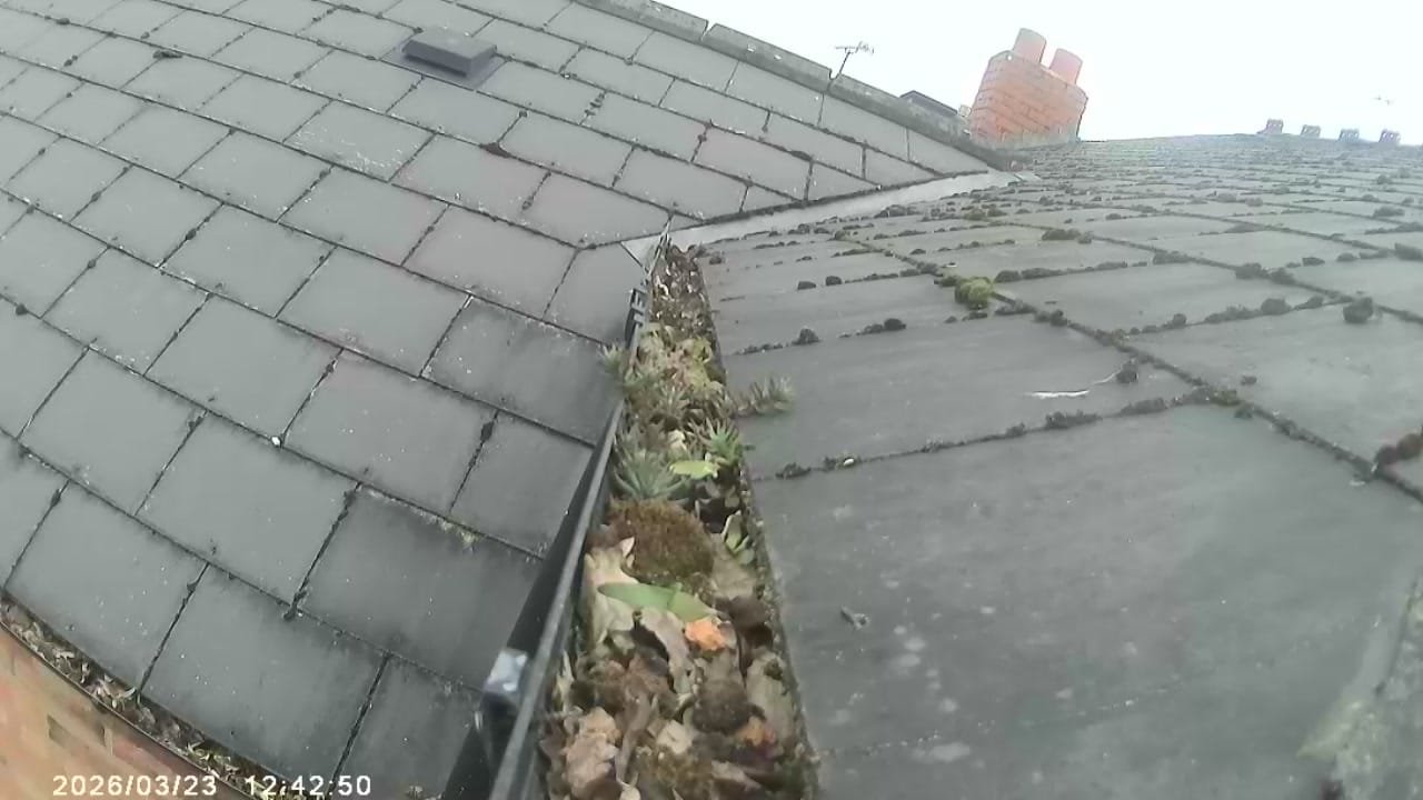 Before and after gutter cleaning in Coventry — heavily clogged gutter with growing weeds, heavy moss and substantial debris cleared in 23 minutes