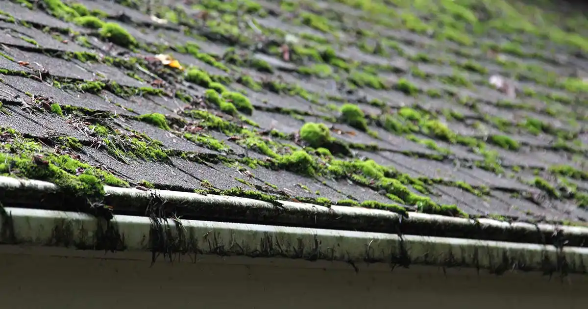 Roof Cleaning
